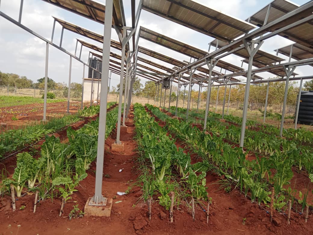 🇹🇿 Powering Tanzania's Future:  Promise of Agrivoltaics